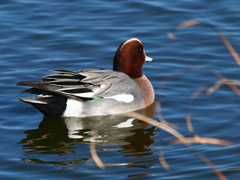 ヒドリガモ＿１