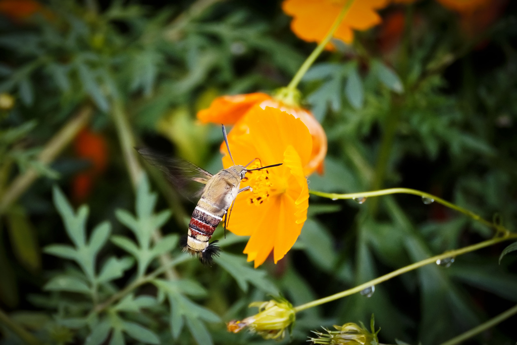 オオスカシバ＿４