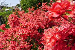 ツツジよもっともっと赤く咲け