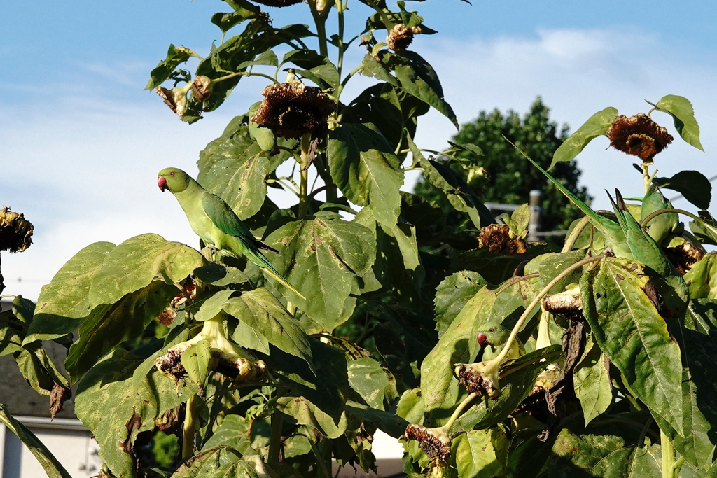 ワカケホンセイインコ