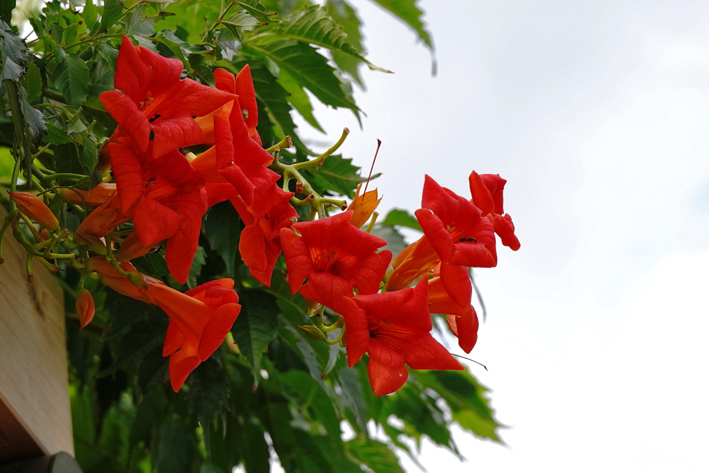 ノウゼンカズラ＿３