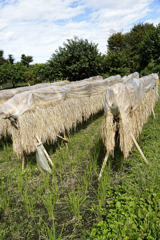  地域の子供たちが植えたお米。今年の収穫。