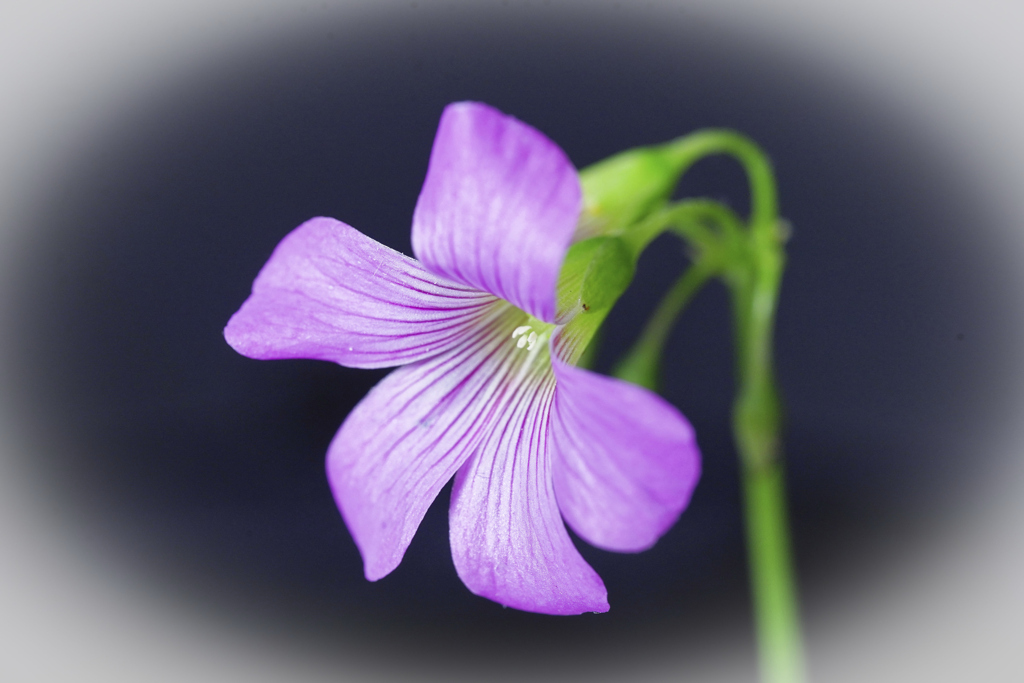 雑草の花　名前がわかりません。