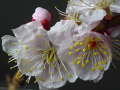 我が家の梅を一枝切って花瓶に・・（元画像）