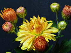 花