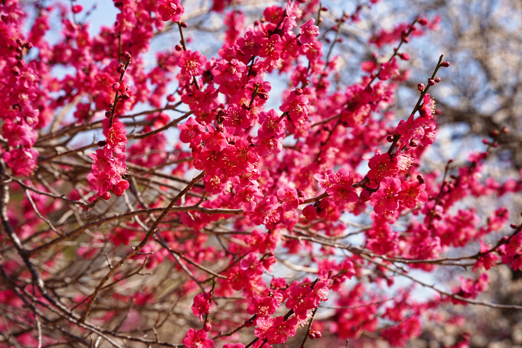 公園の梅　今が満開