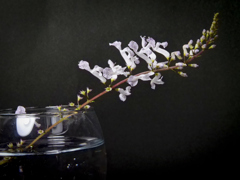 スエ―デンアイビー