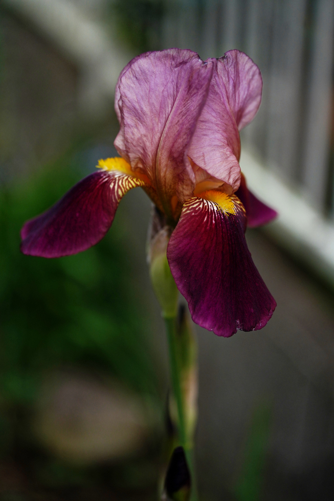 ジャーマンアイリス