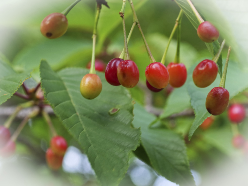 おいしそう！　だけど食べられない(*_*)