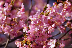 春が来た！　河津桜＿５