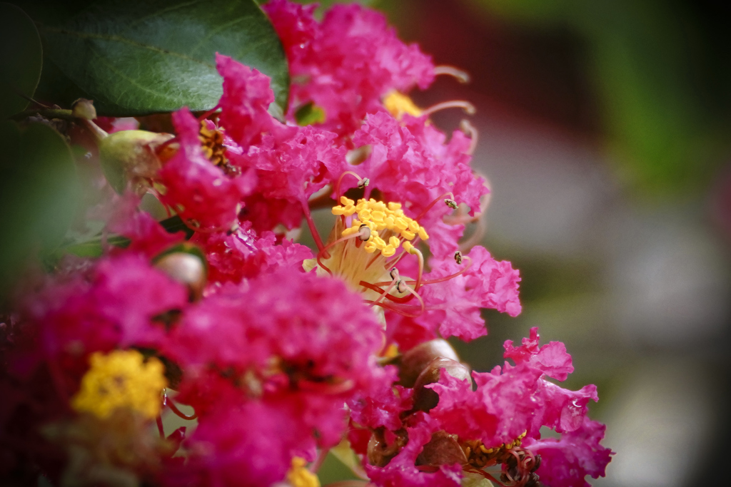 赤いサルスベリ＿３