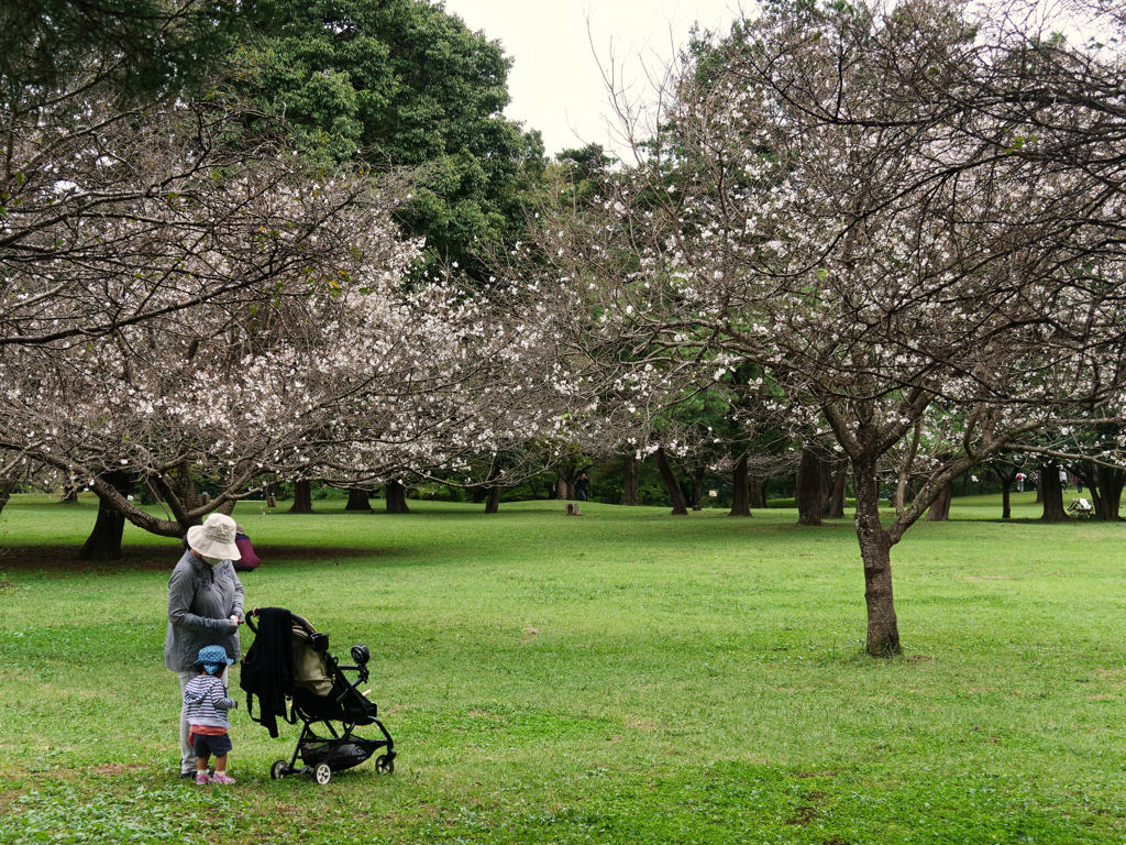 「桜を見る会」さくらをみるかい？？