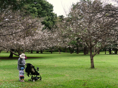 「桜を見る会」さくらをみるかい？？
