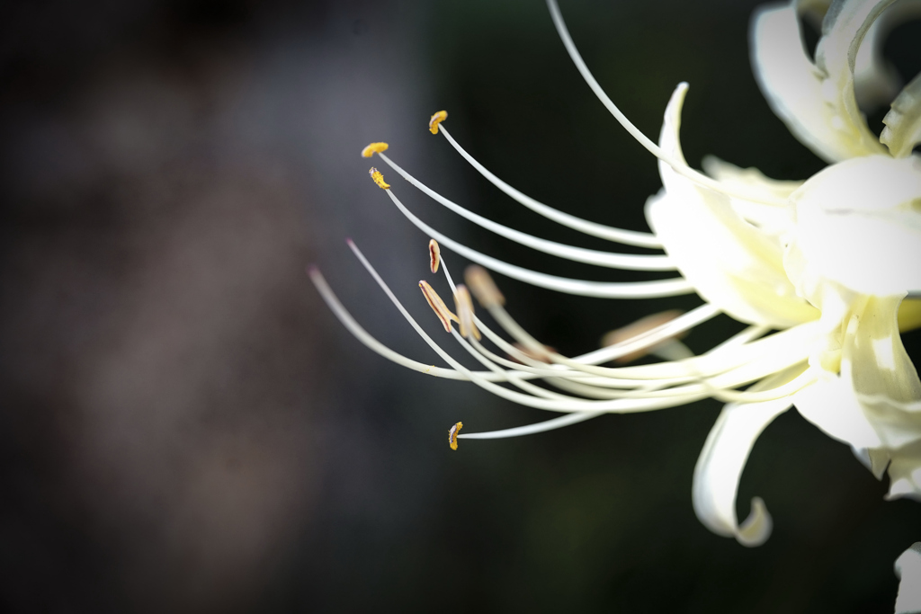 ヒガンバナ＿１