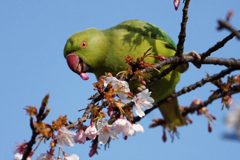 ワカケホンセイインコ＿２