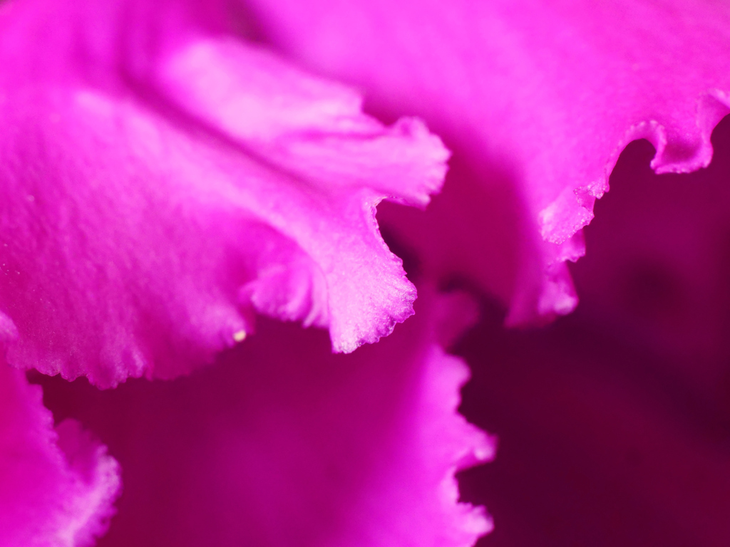 ビロード花弁＿２