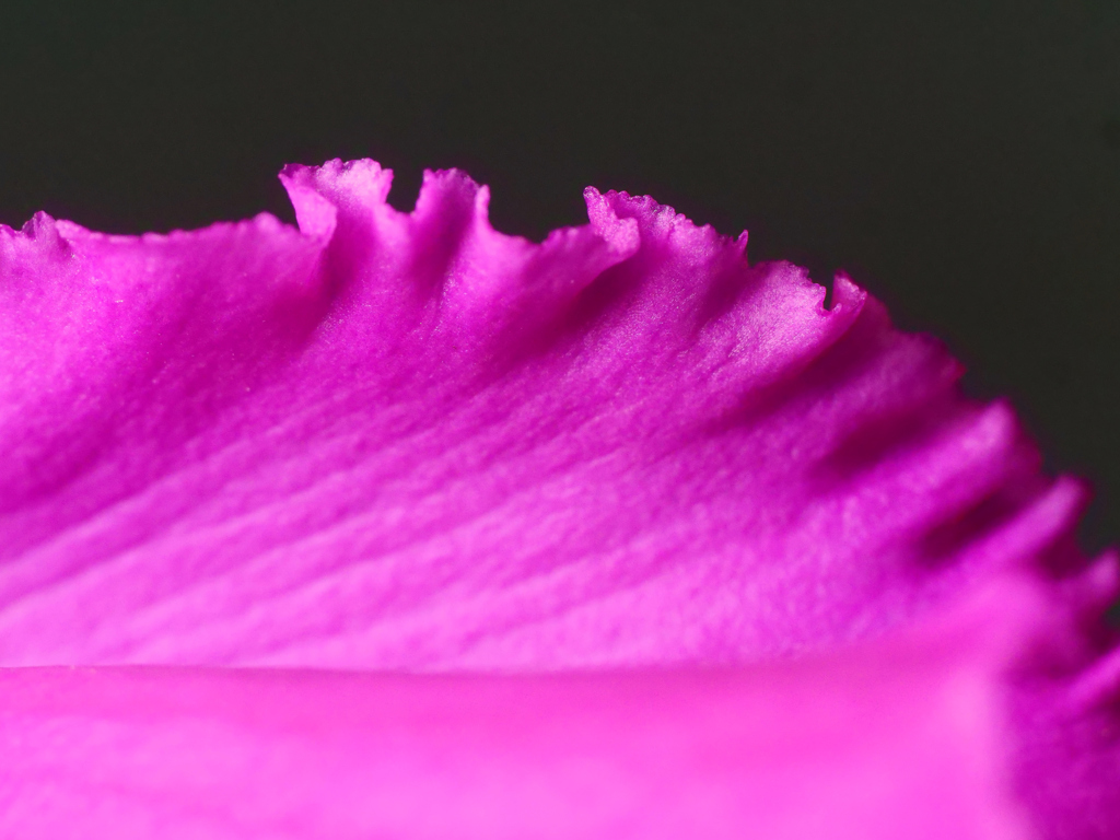 ビロード花弁＿１