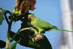 ワカケホンセイインコ＿６