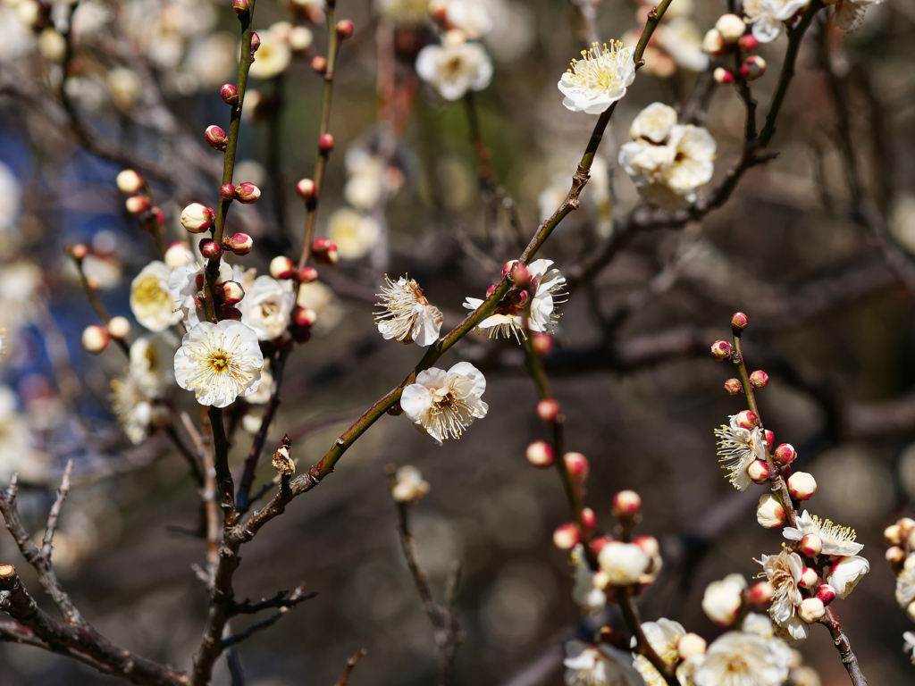 公園の梅がようやくほころび始めた。