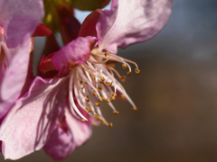 花マクロ　河津桜＿４