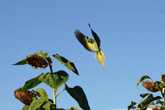 ワカケホンセイインコ