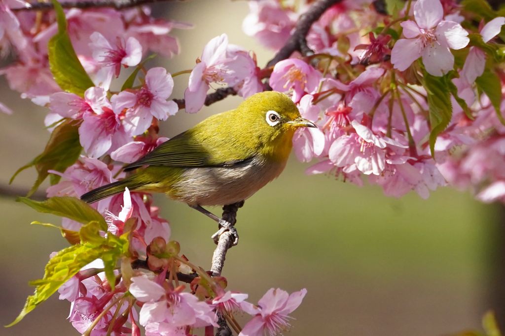 河津桜＋メジロ