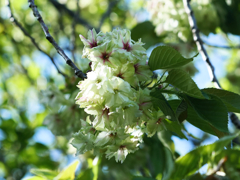御衣黄桜