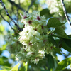 御衣黄桜