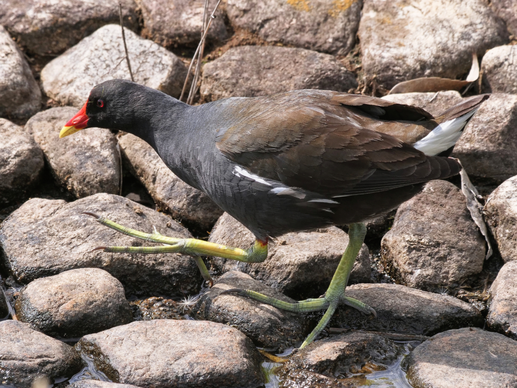 バン　成鳥＿２