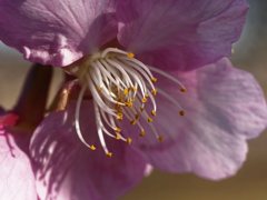 花マクロ　河津桜＿３