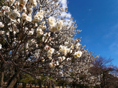 公園の梅林＿５