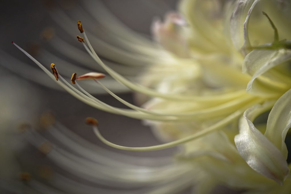 ヒガンバナ＿４