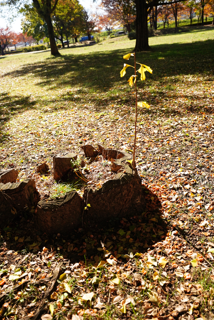 秋＿３　ギンナンひこばえ