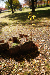 秋＿３　ギンナンひこばえ