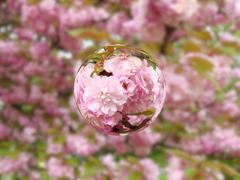 八重桜＿１