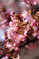 春が来た！　河津桜＿４