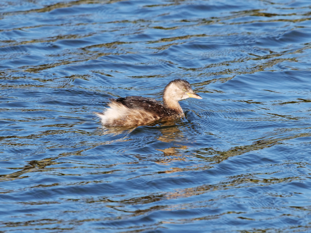 カイツブリ＿１