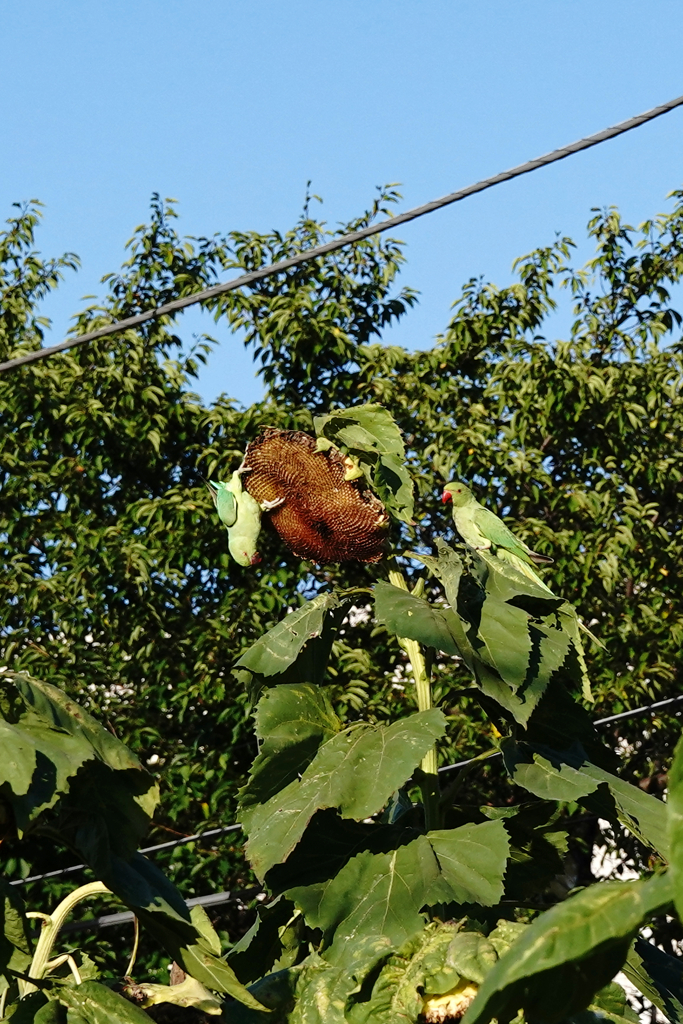 ワカケホンセイインコ