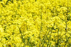 ♪なのは〜なばたけ〜に・・・