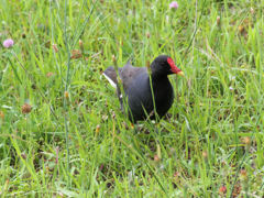 バン　成鳥＿１