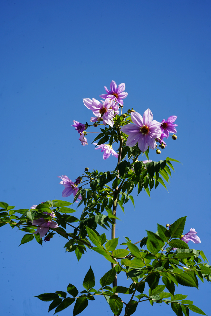 秋＿２　帝王ダリア