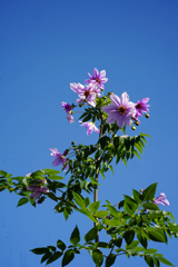 秋＿２　帝王ダリア