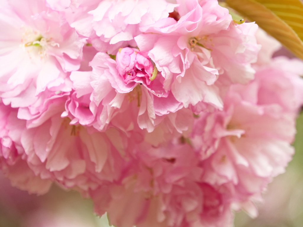 八重桜＿２