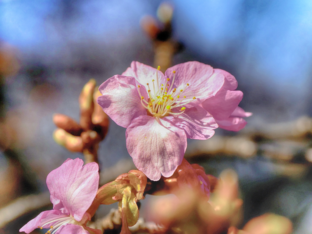 花マクロ　河津桜＿１