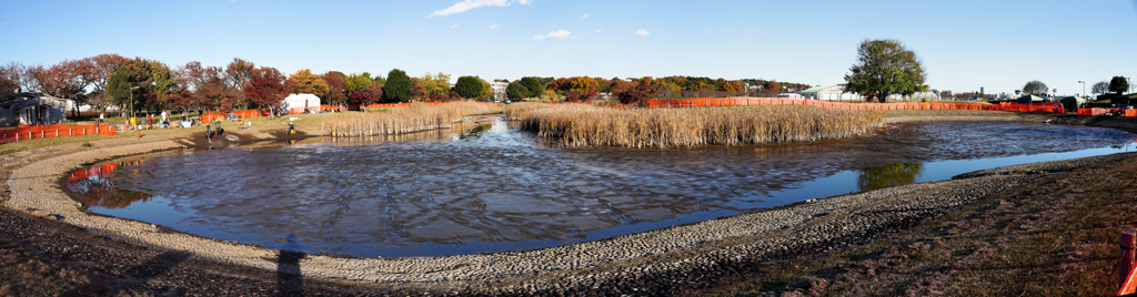 公園の池のカイボリ。