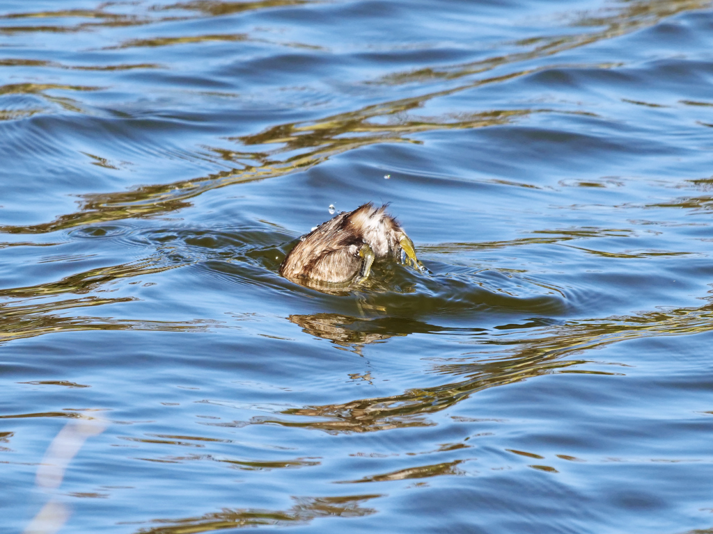 カイツブリ＿２