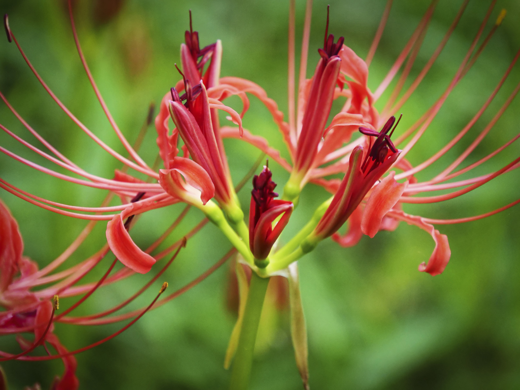 ヒガンバナ（赤）