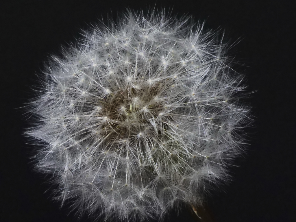 黄色い花から綿毛になる途中を見たことがありません。