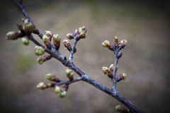 河津桜