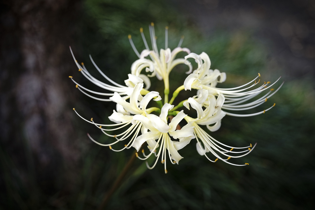 ヒガンバナ＿５